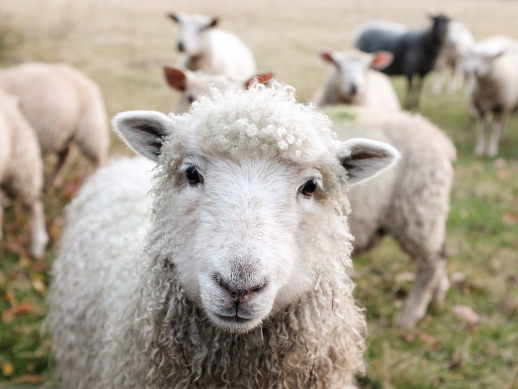 Séjour à la ferme