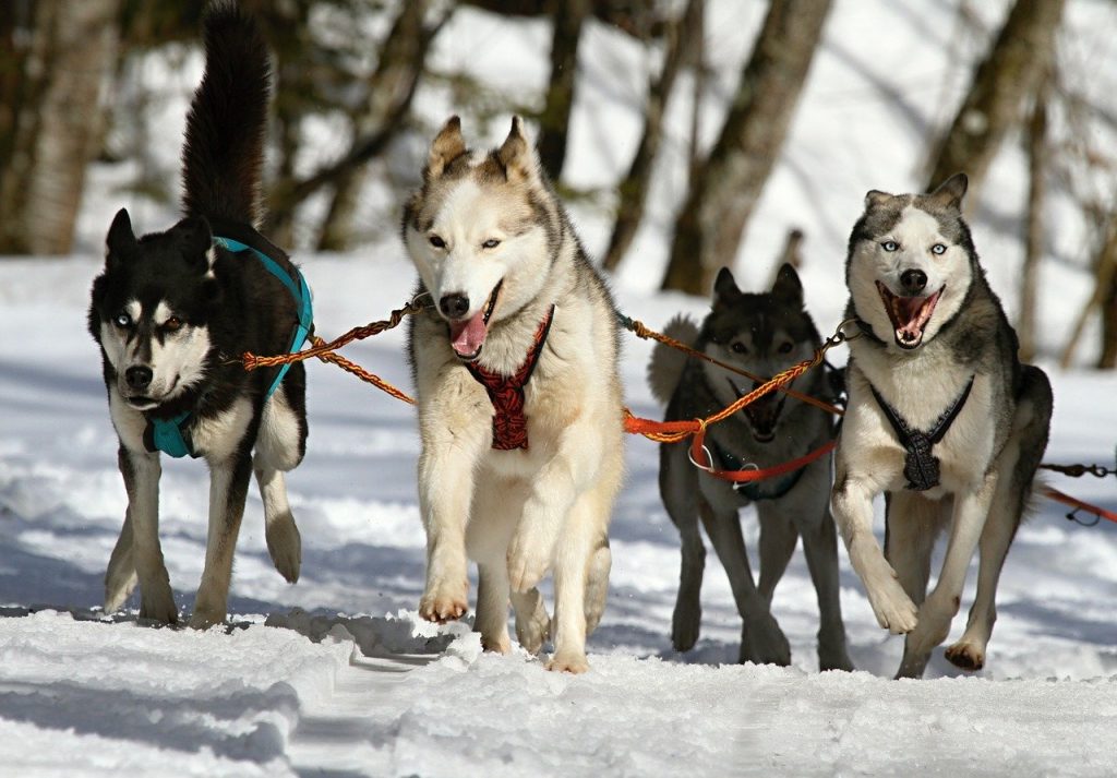 chiens de traîneau