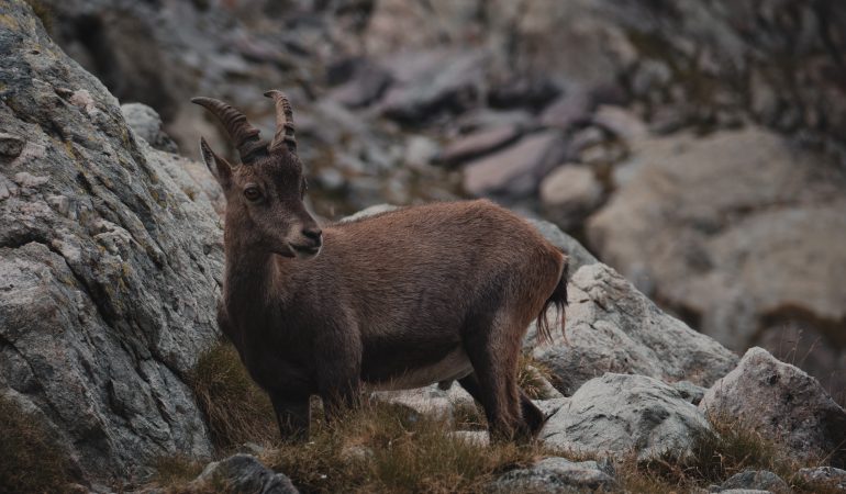 Chamois