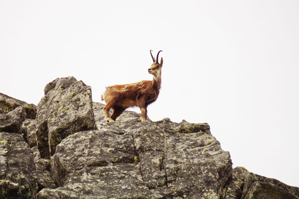 Chamois Vanoise